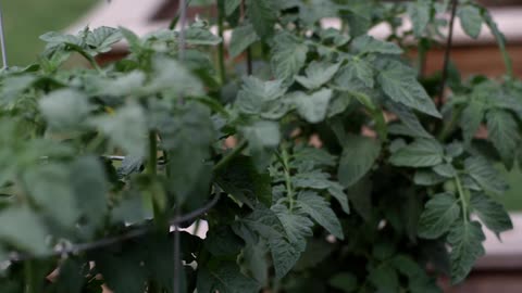Plants grow in a garden