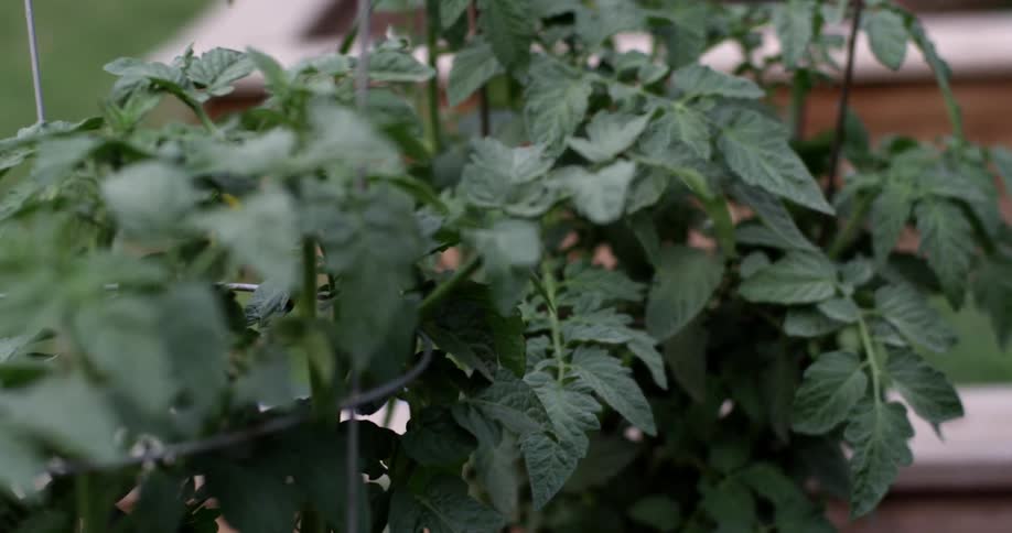 Plants grow in a garden