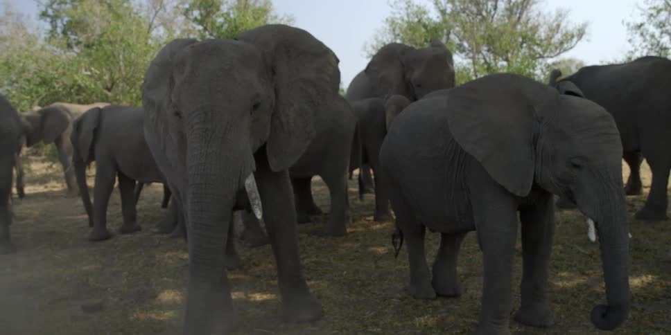 A herd of elephants standing around