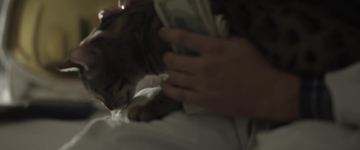 A person holds a stack of money while petting a cat