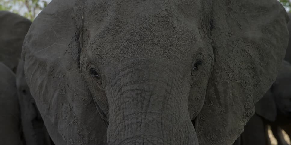 The elephant stands outside