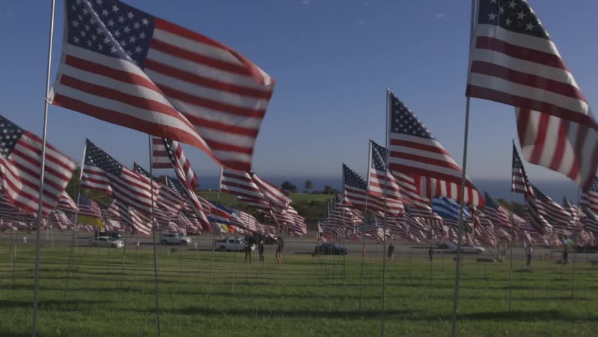 Many american flags in a field blowing in the wind with a busy street in the background