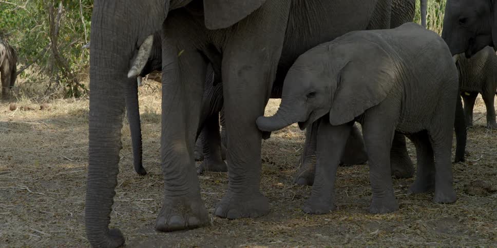 A herd of elephants, including a baby