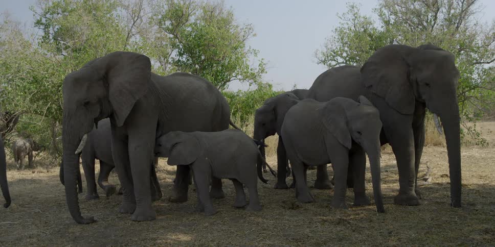 A herd of elephants standing in the shade of some trees while one baby nurses from its mother