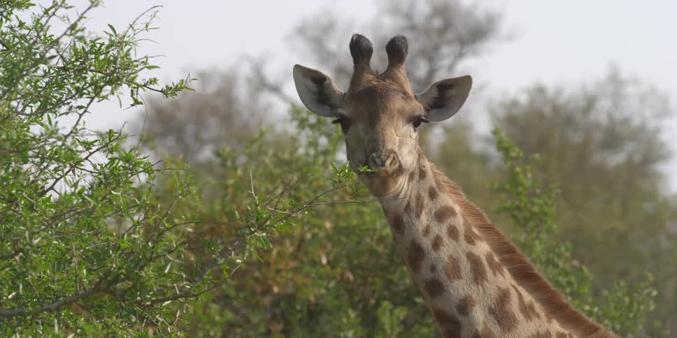 A giraffe eating leaves