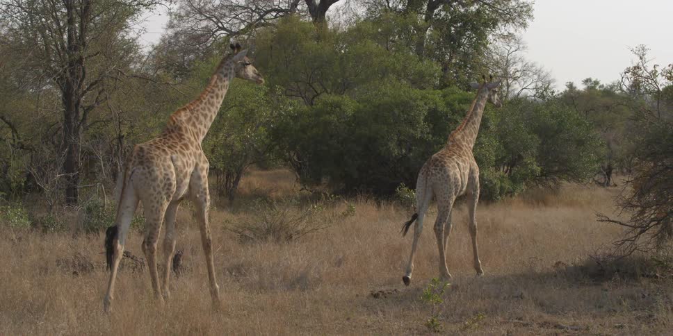 Two giraffes walk along a trail
