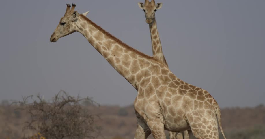 A giraffe walks in front of another giraffe