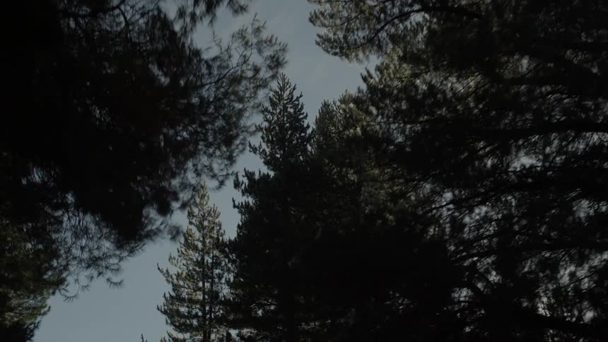 Looking up at the leaves of a tree