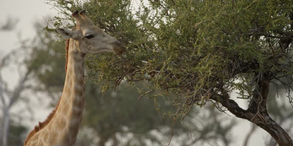 A giraffe eating leaves from a tree