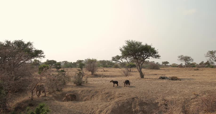 Hyenas walking on a plain