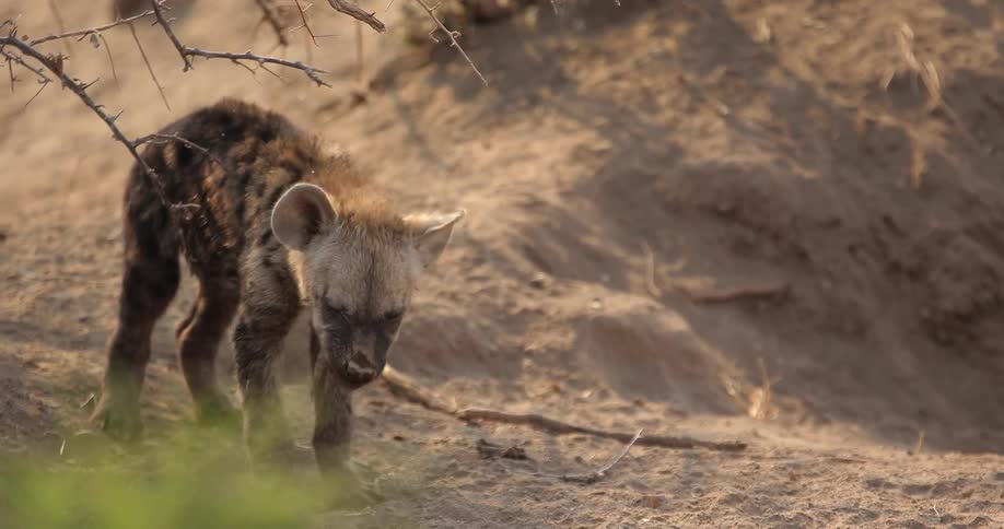 A hyena pup chewing on a piece of branch before turning around and walking away