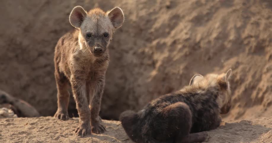 Baby hyenas stand and lie down around the den