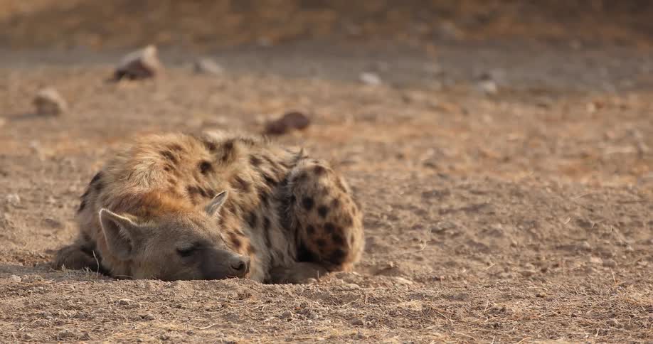 A resting hyena has its fur blown by the wind