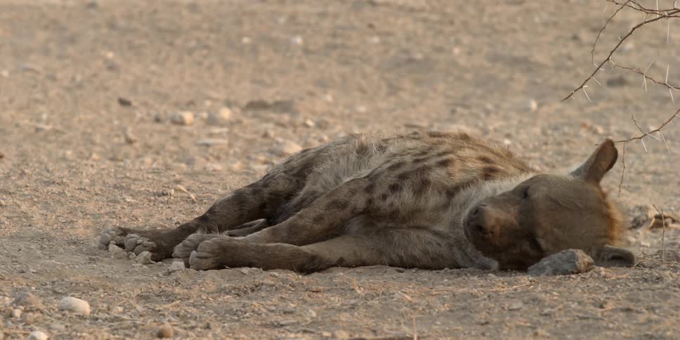 A resting hyena lowers its head to the ground
