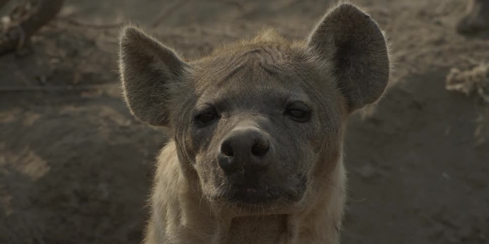 A dog standing in the dirt