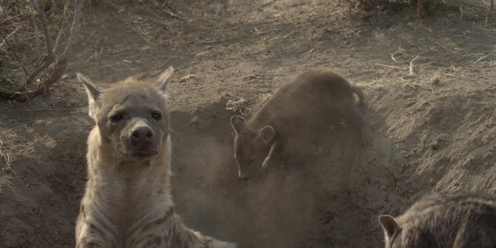 Hyena puppies scramble back into their den as an adult hyena keeps watch