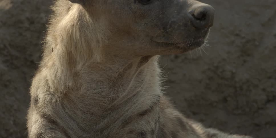 A mother hyena and her cub