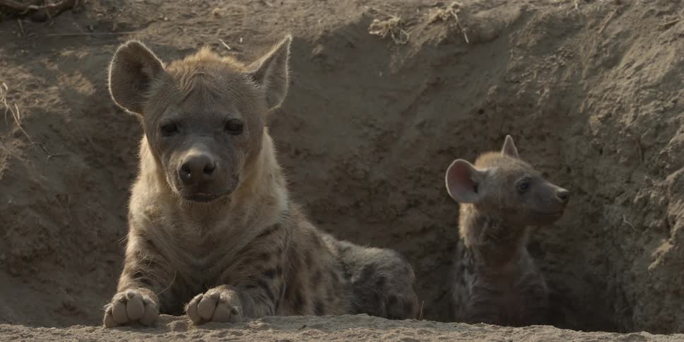A couple of hyenas