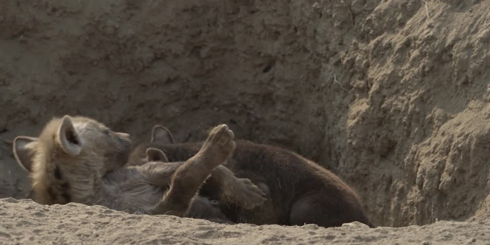 Two hyena puppies play in their den