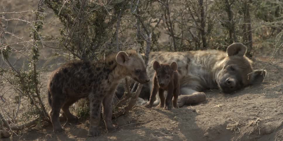 A mother hyena and her cubs