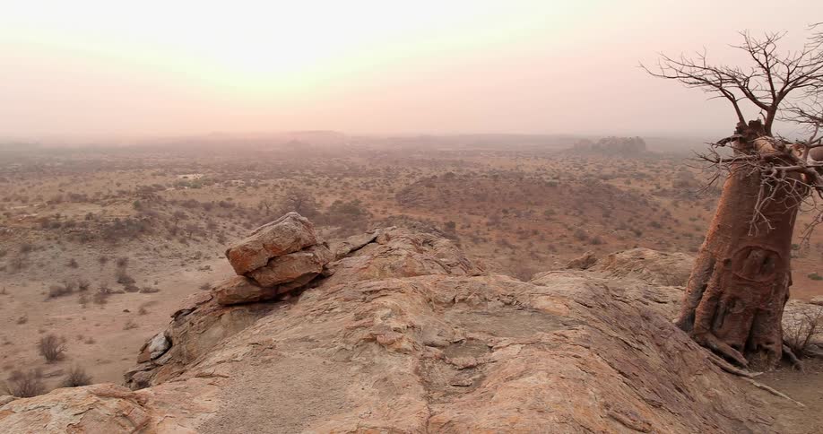 Large stretch of barren land and one scraggly tree