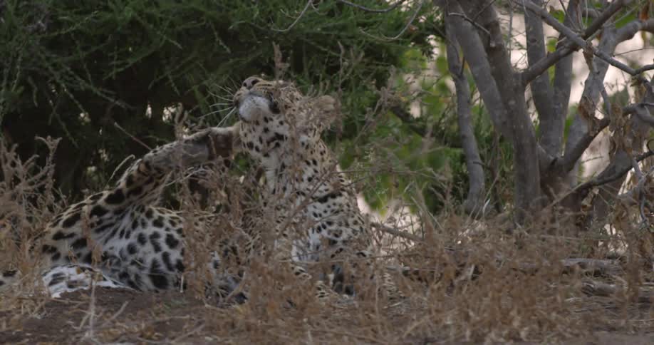 A leopard scratches its ear with its hind leg