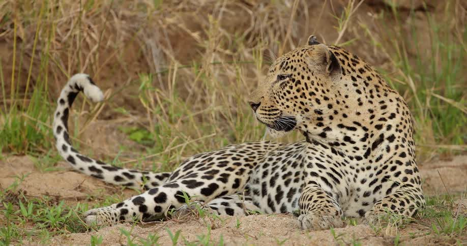 A leopard lays in the grass and twitches its tail