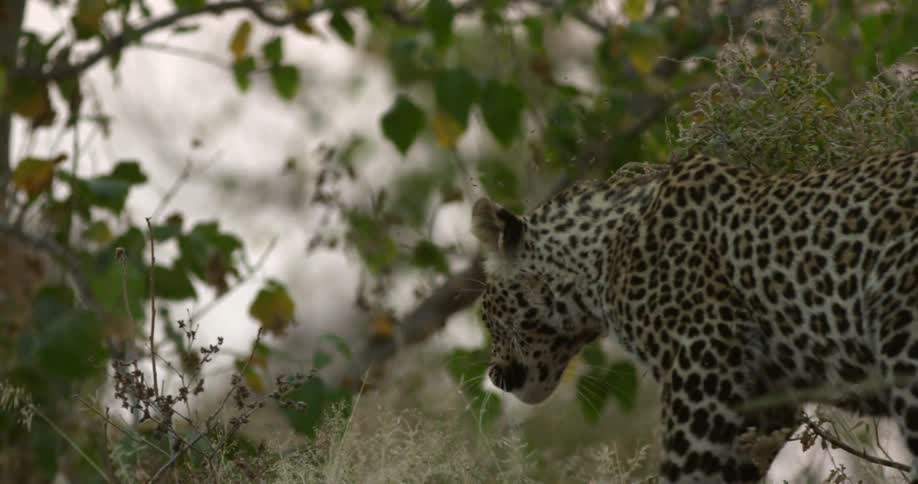 The leopard walks slowly