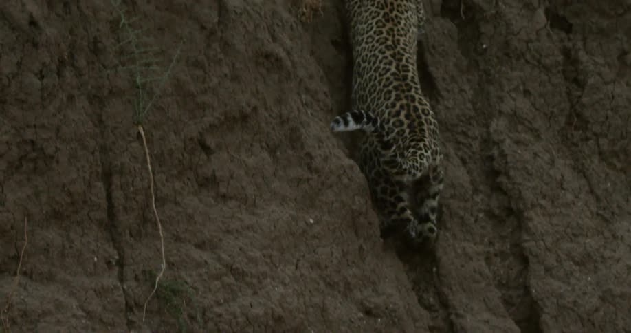 Leopard climbing hill