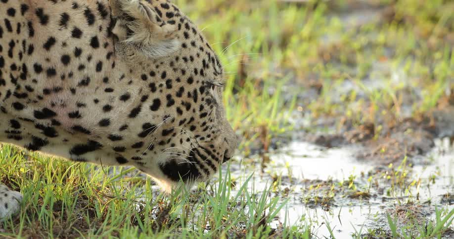 Leopard taking a drink from a puddle