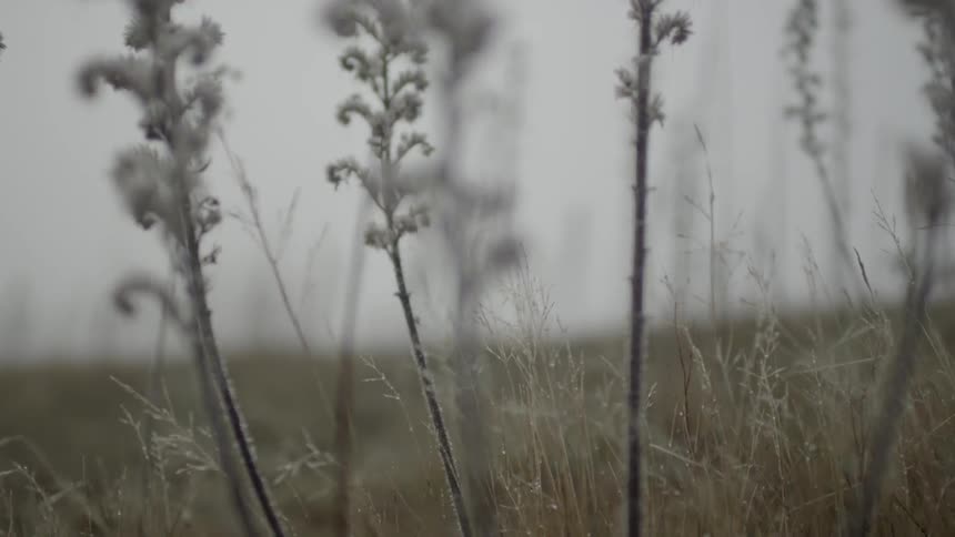 A cloudy day where weeds can be seen