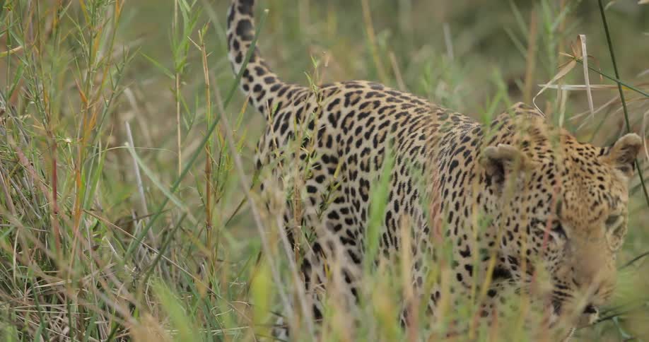 A leopard walks through tall grass