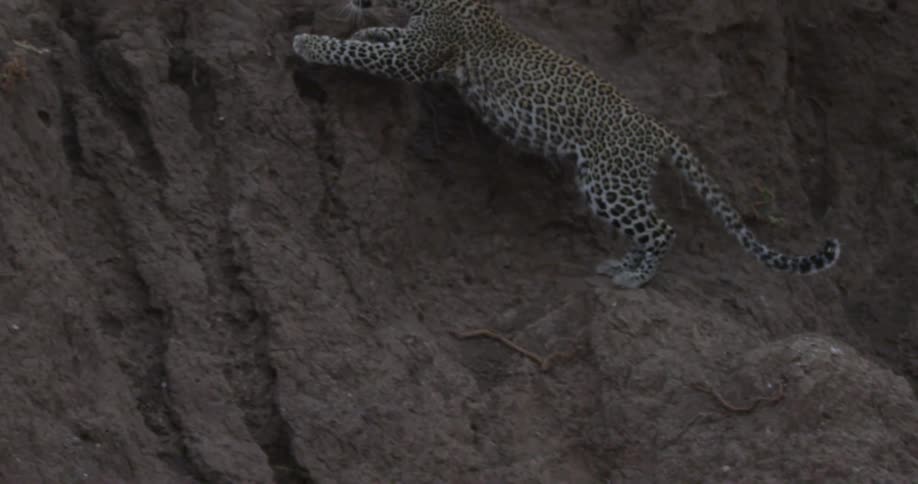 A leopard leaps up a dirt slope to be next to another leopard