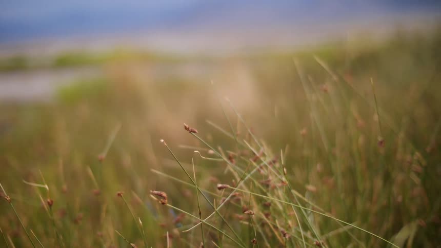 The grass in wetlands blowing in the breeze