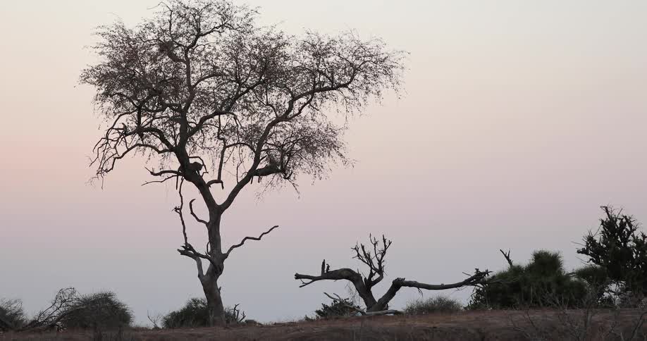 Large cat perched in a tree on an open plain