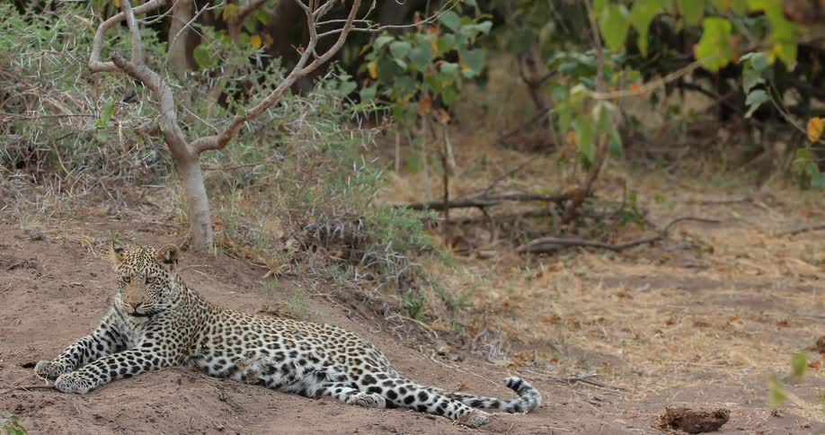 A cub sitting enjoying the sun
