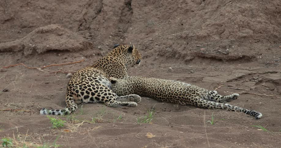 A couple of wild cats clean each other