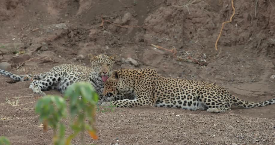 Leopards rubbing their heads against each other