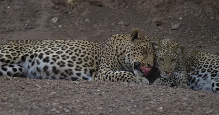 Two leopards cuddling against each other on a dirt filled terrain