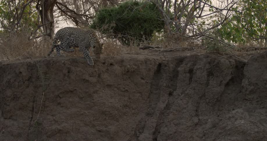 A leopard gets up and jumps down the edge it was laying on
