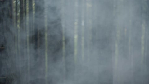 Smoke billows in a forest