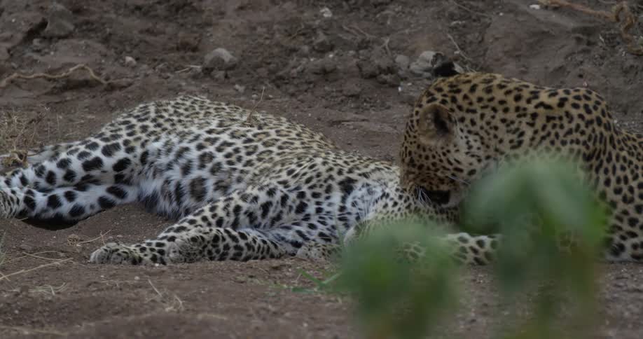 A jaguar licking a female one as it lies down