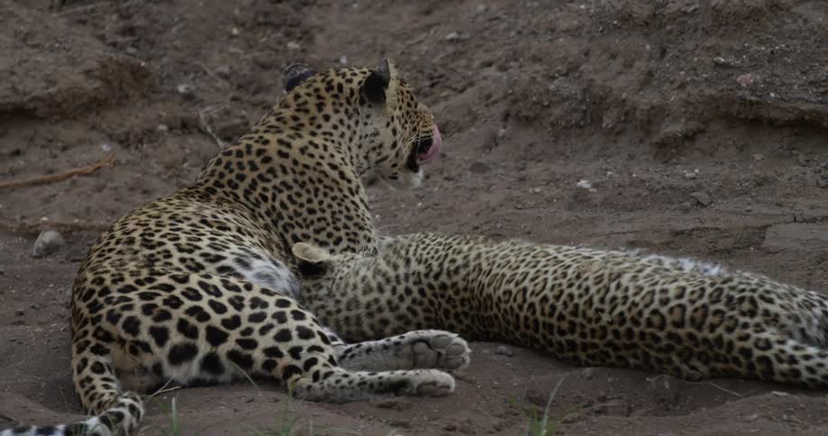 A pair of playful cubs