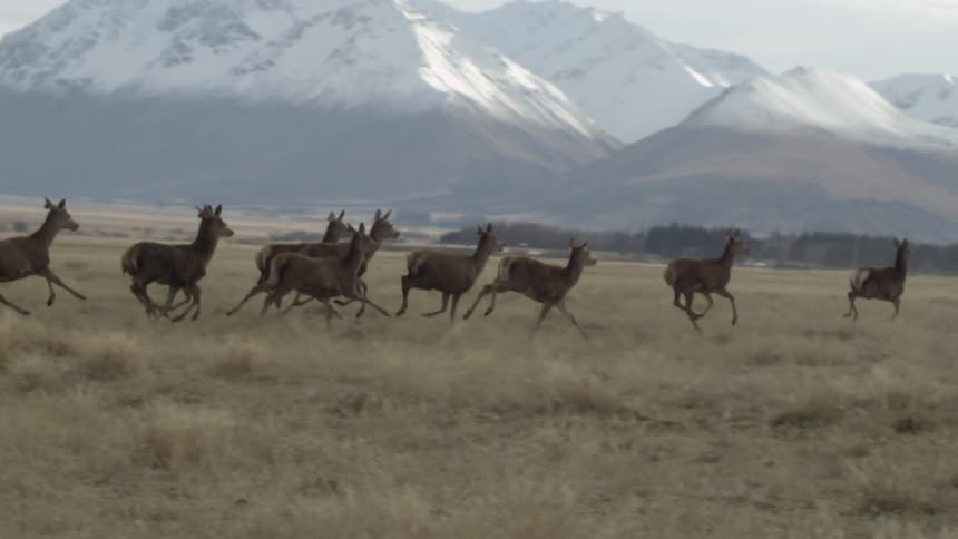 A herd of deer running on the plains near snow covered mountains