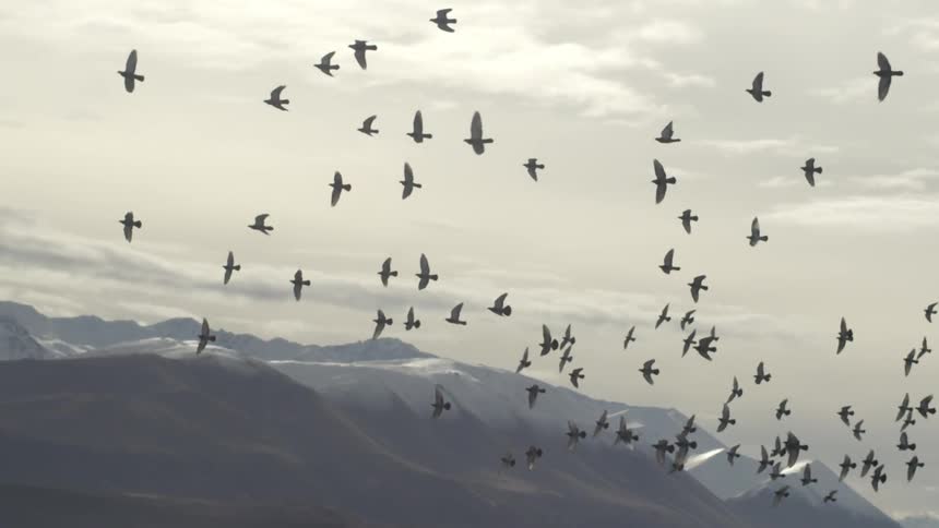 Birds fly near a snow covered mountain