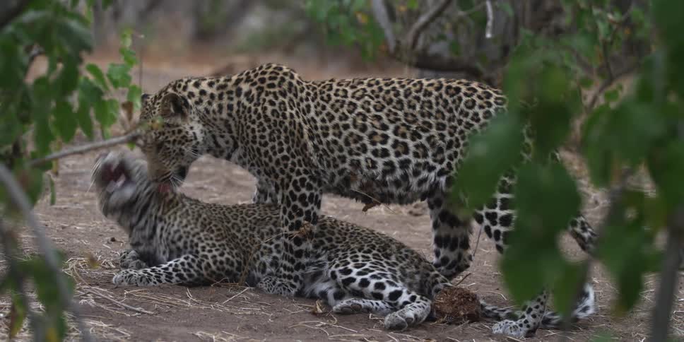 Leopards playing with each other, seemingly aggressive in style