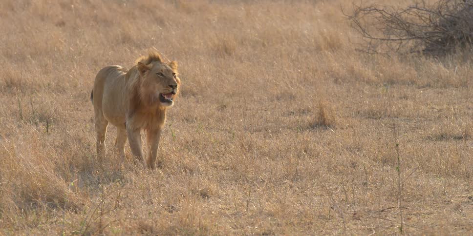 A lion watches the terrain that is in front of it