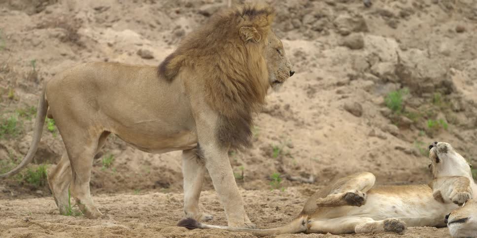 A male lion approaches a female lion that is lying on the ground