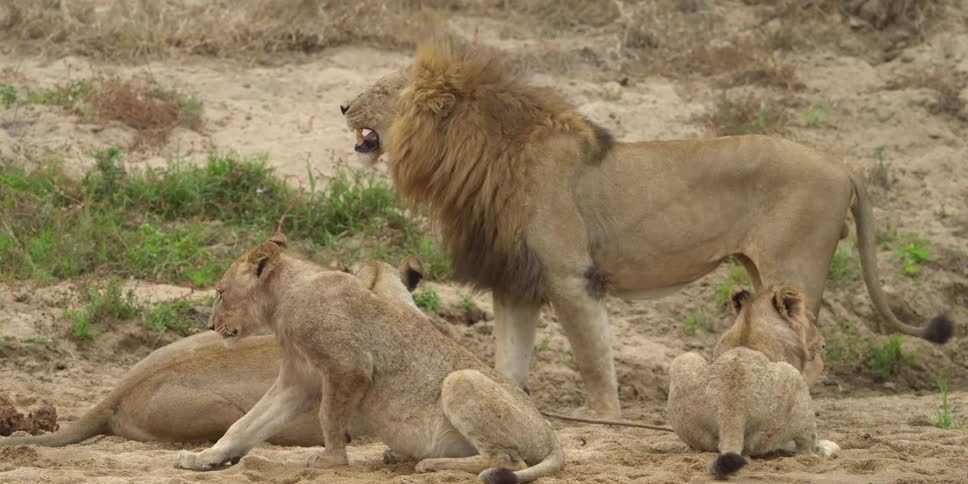 A family of lions gathered together with one roaring and another beginning to lie down