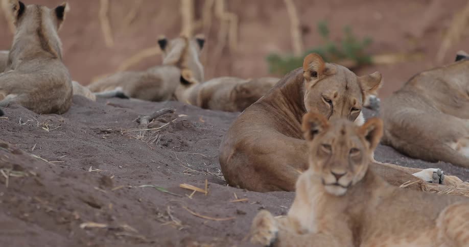 A pack of lionesses rest on the ground